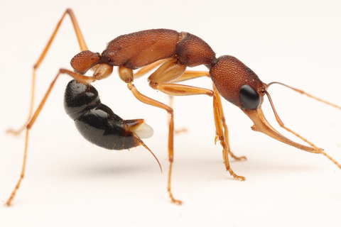 ����ɥ��塞������ Harpegnathos saltator