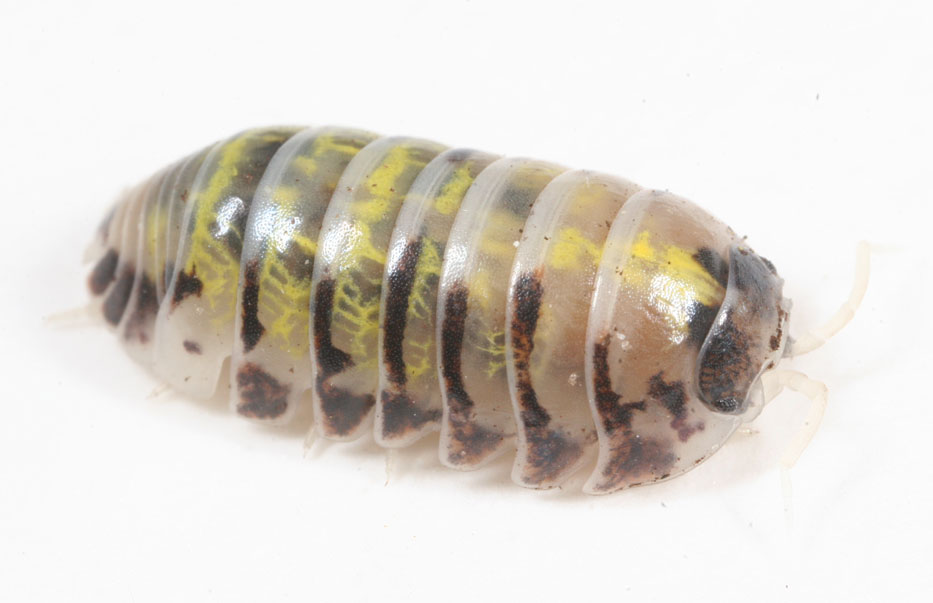 ダンゴムシの色変わり ありんこ日記 Antroom ダンゴムシの色変わり ありんこ日記 Antroom