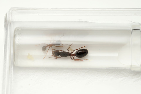 石膏飼育ケース ガラスの小部屋付き