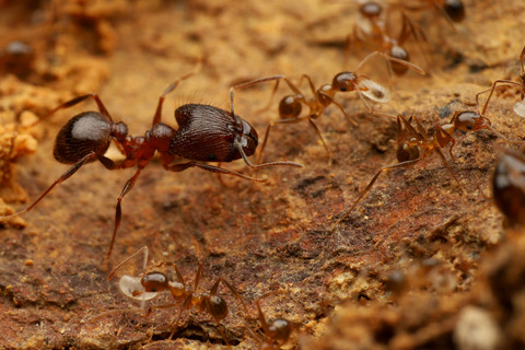 オオズアリの巣