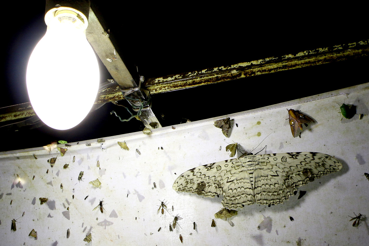 大型ナンベイオオヤガ カワサキが「Ninja ZX-10R」の2022年モデルを発売！ 新色登場