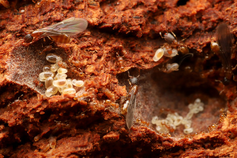 コツノアリの巣