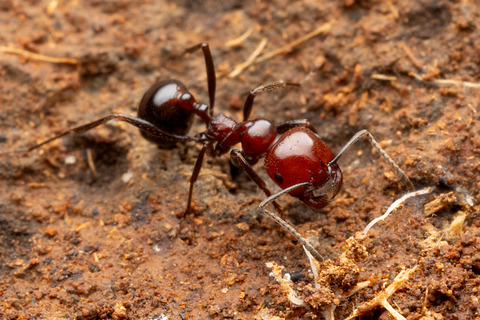 �������Ǹ��Ĥ�������