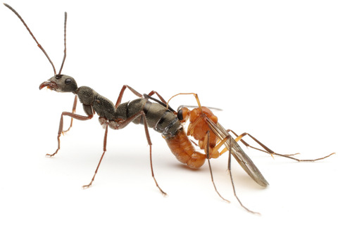 トゲオオハリアリの交尾