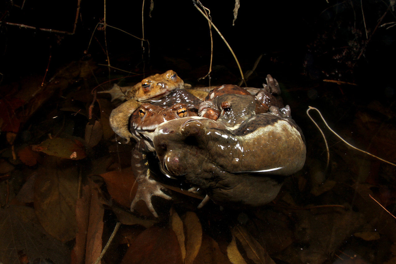 アズマヒキガエルの繁殖期 ありんこ日記 Antroom