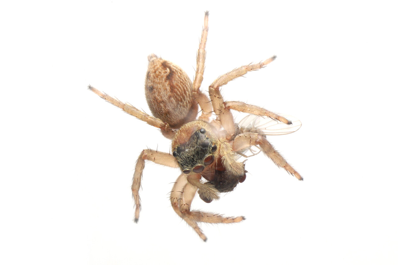 ありんこ日記 Antroom