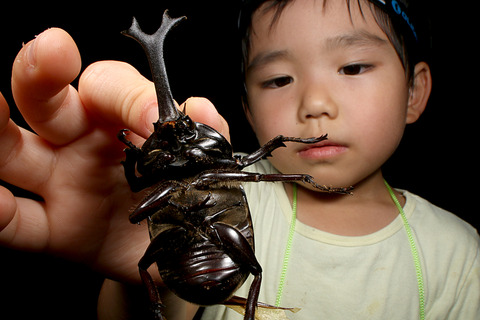 セミの羽化観察