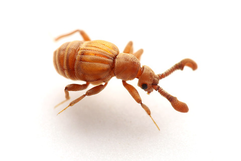 Apharinodes papageno