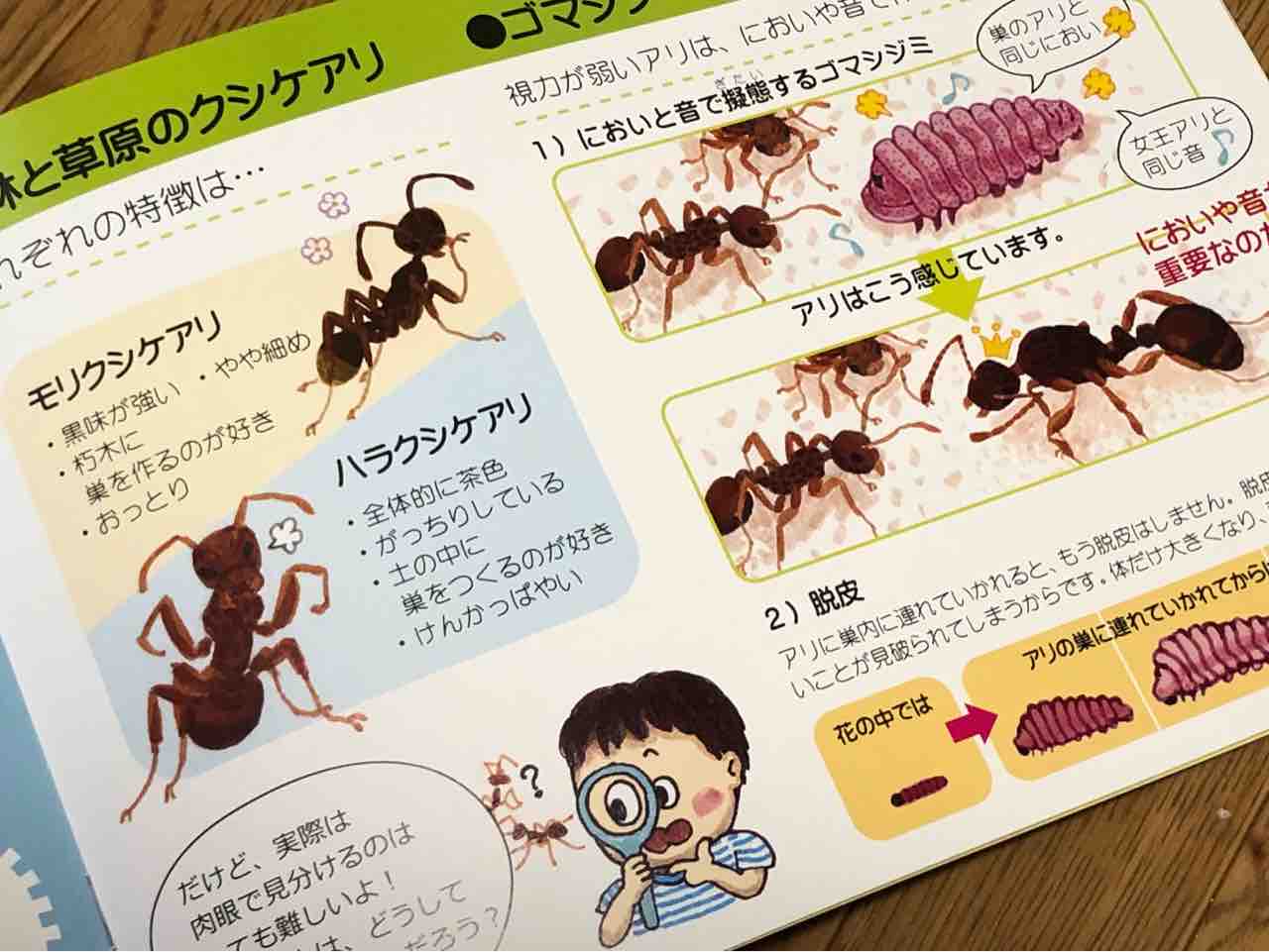 ありんこ日記 Antroom 新商品 ありんこ日記 Antroom 新商品