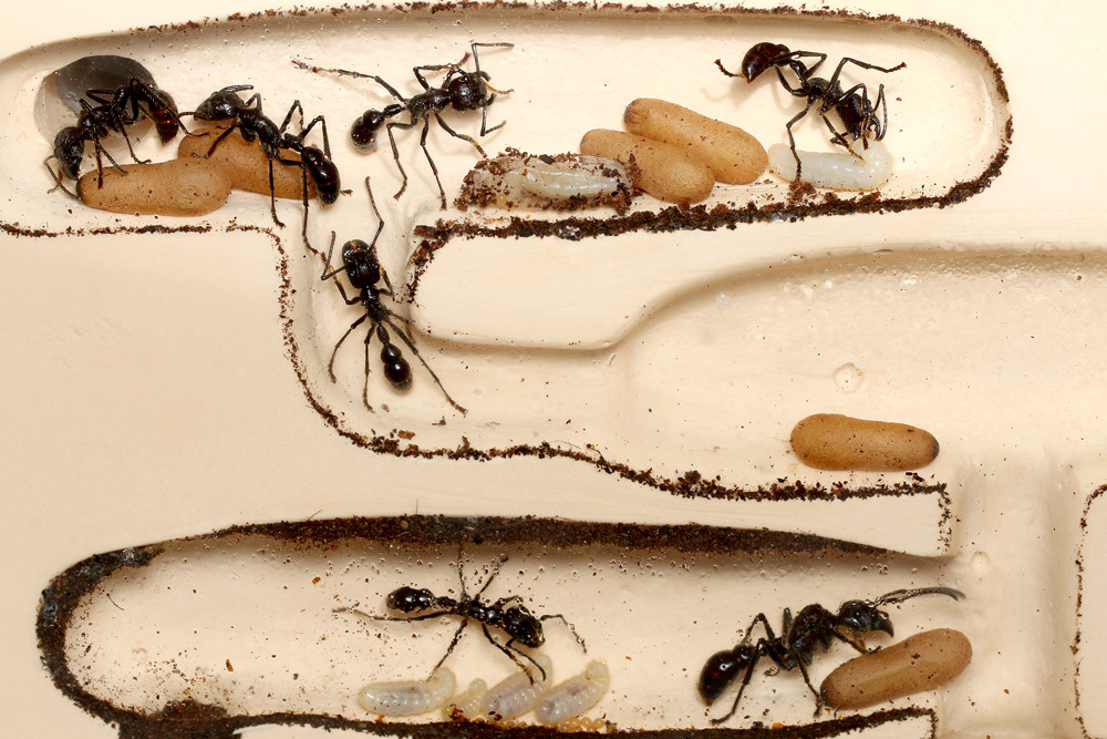 ありんこ日記 Antroom アリの飼育