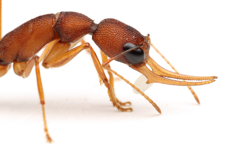 ����ɥ��塞������ Harpegnathos saltator