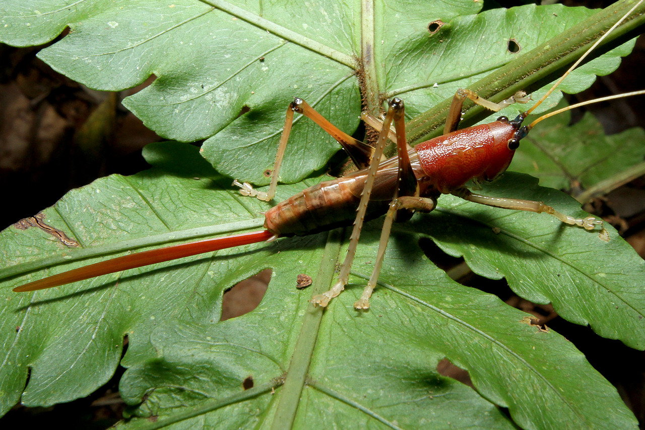 昆虫標本 直翅目標本セット売り バッタ、キリギリス、コロギス