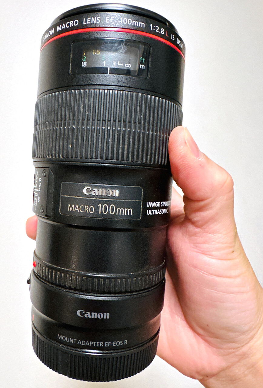 RF100mm F2.8 L MACRO IS USM : ありんこ日記 AntRoom