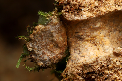 オキナワトタテグモの巣の断面