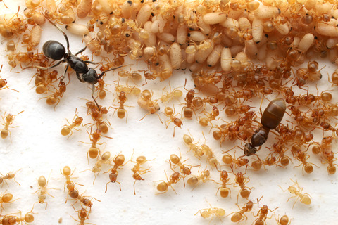 テラニシクサアリ