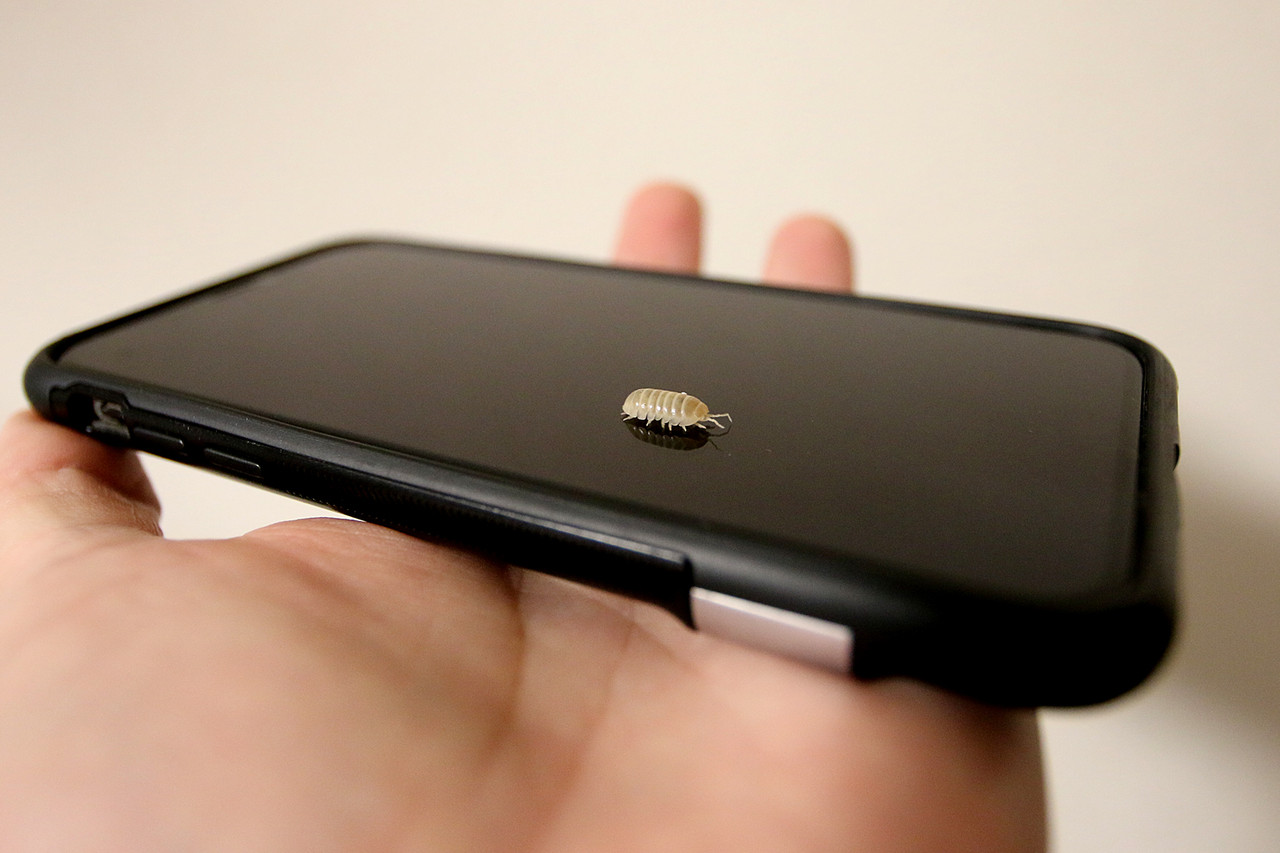 スマホを使った黒バック撮影 ありんこ日記 Antroom スマホを使った黒バック撮影 ありんこ日記 Antroom