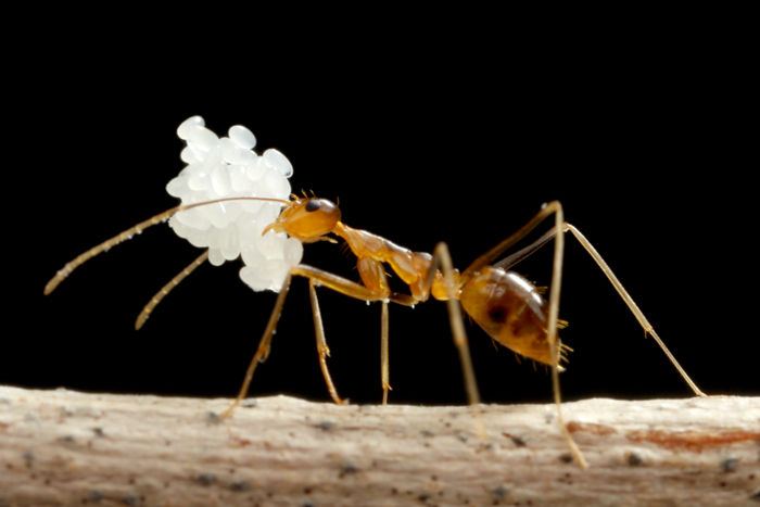 シロオビアリヅカコオロギがアリの卵を捕食 ありんこ日記 Antroom シロオビアリヅカコオロギがアリの卵を捕食 ありんこ日記 Antroom