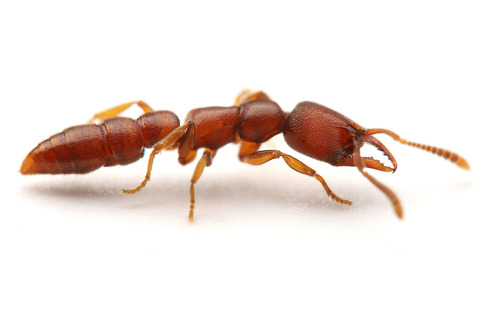 ノコギリハリアリ