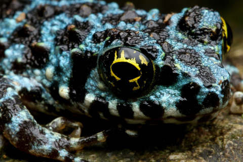 青いイシカワガエル