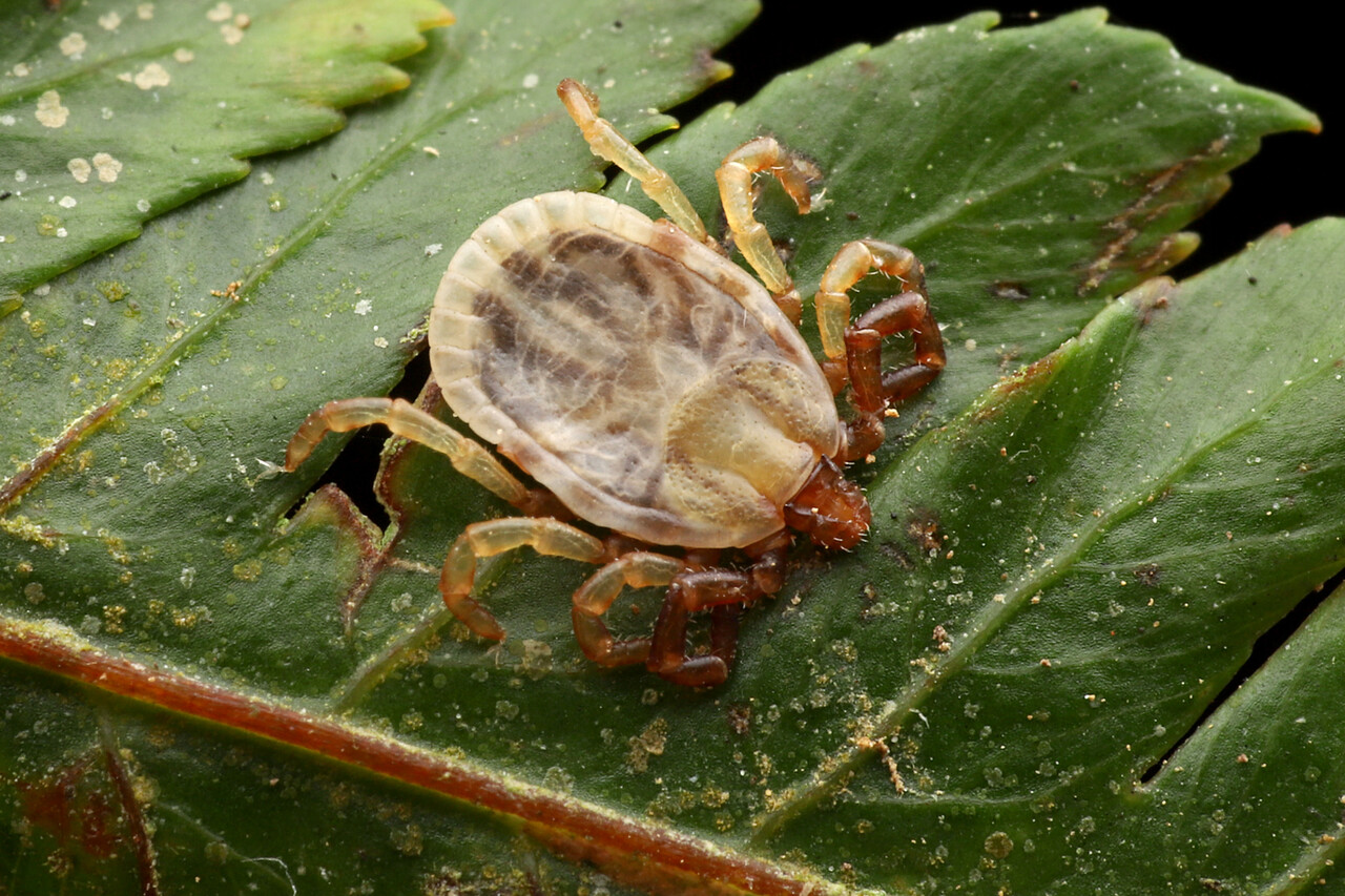 かわいいマダニ ありんこ日記 Antroom