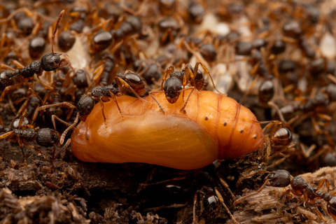 ���ʥ��ˤʤä����ޥ�����