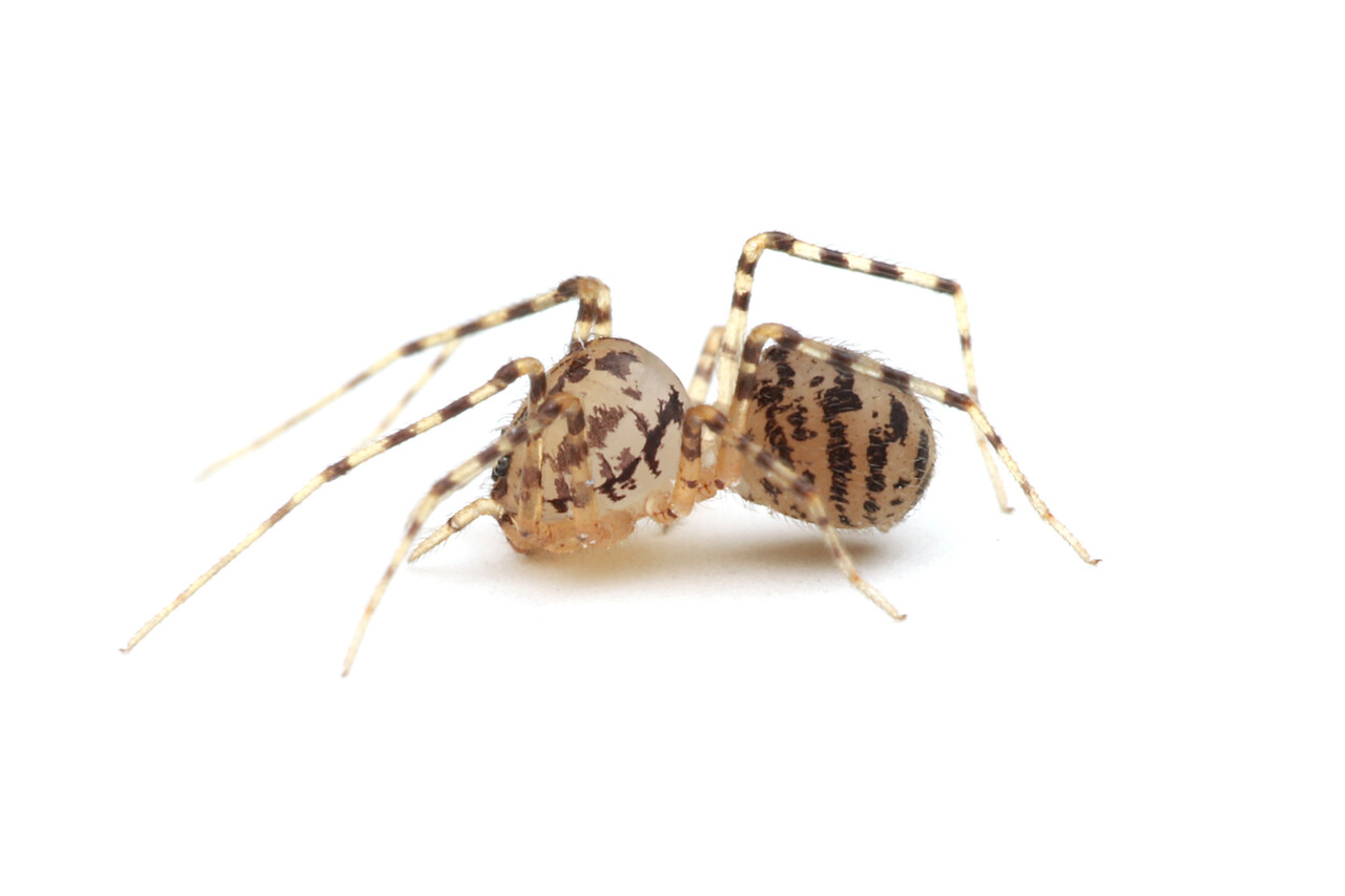 3年ぶり 自宅で見つけたユカタヤマシログモ ありんこ日記 Antroom