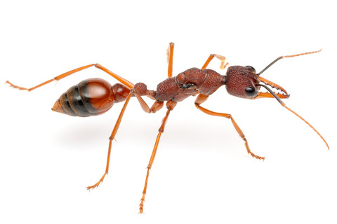 ���Хϥꥢ�� Myrmecia nigriscapa