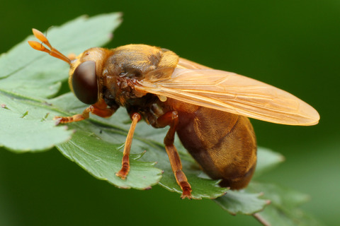 ���ӥʥ������ʥ�����������餹���ꥹ����