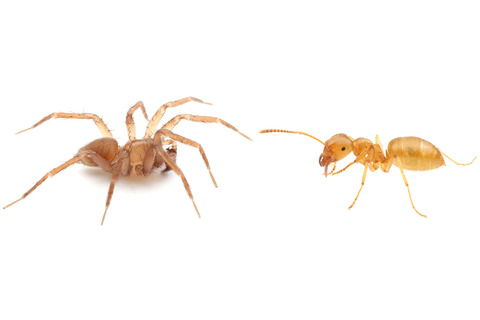 ありんこ日記 Antroom アリと暮らす生物 好蟻性昆虫など