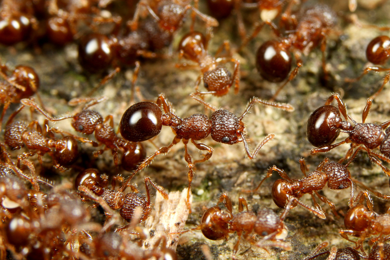 はたらきアリ→プロフ読んでください hq720.jpg?sqp=-