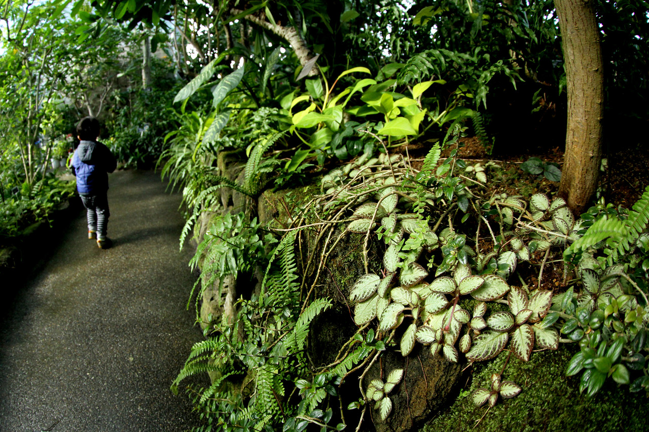 青島亜熱帯性植物群落