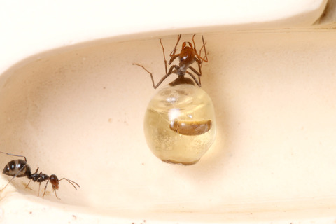 �ߥĥĥܥ���