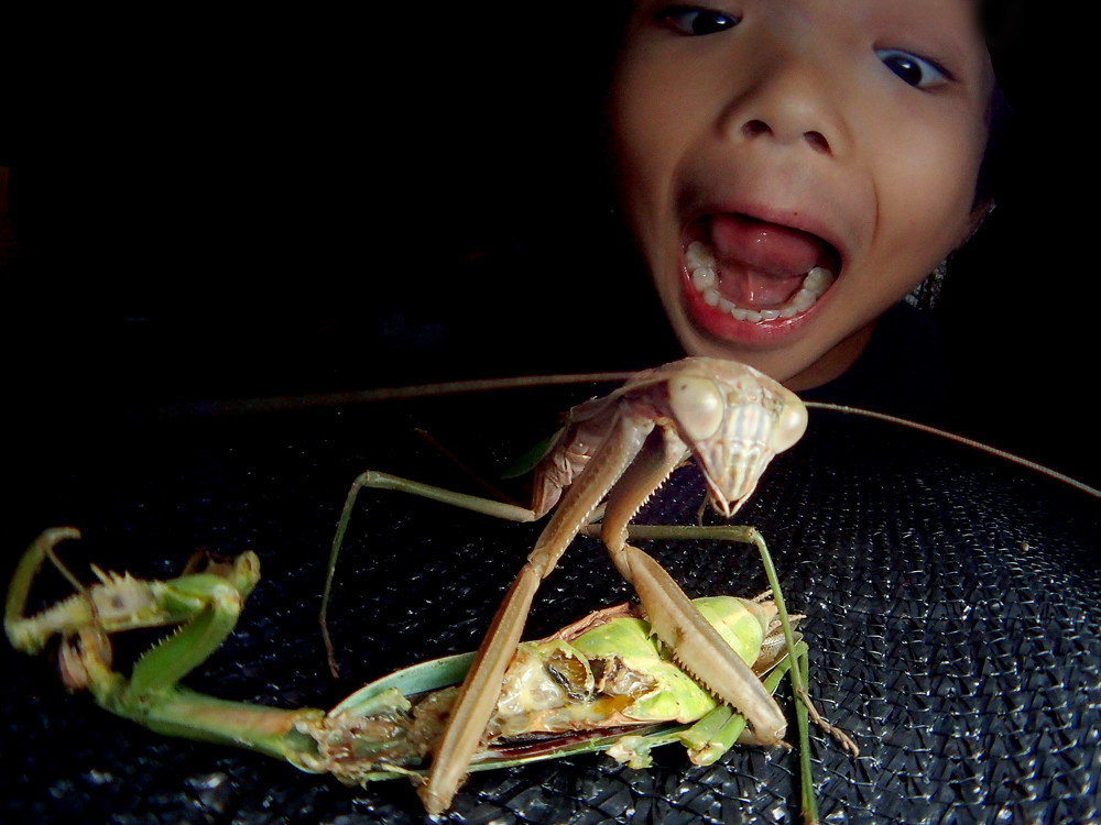 ありんこ日記　AntRoom