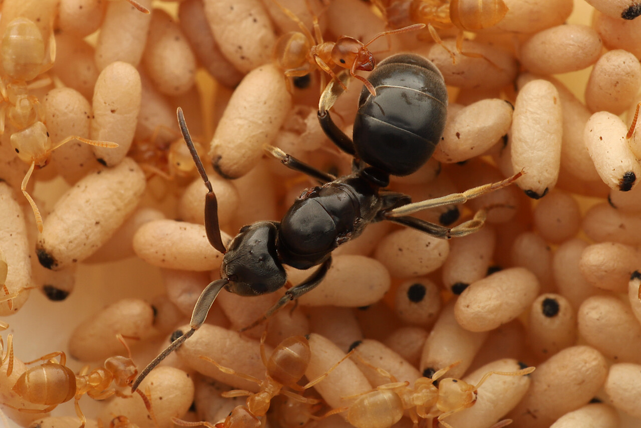 大発見 テラニシクサアリの乗っ取り方法判明 ありんこ日記 Antroom