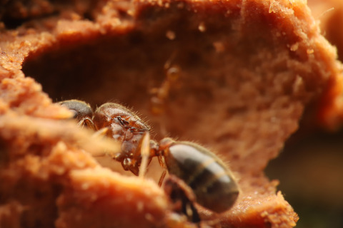 オニコツノアリ