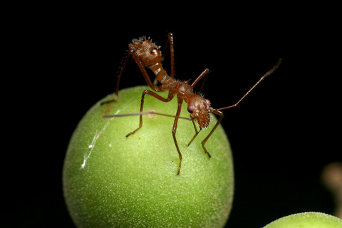 ǥϥꥢ Ectatomma tuberculatum