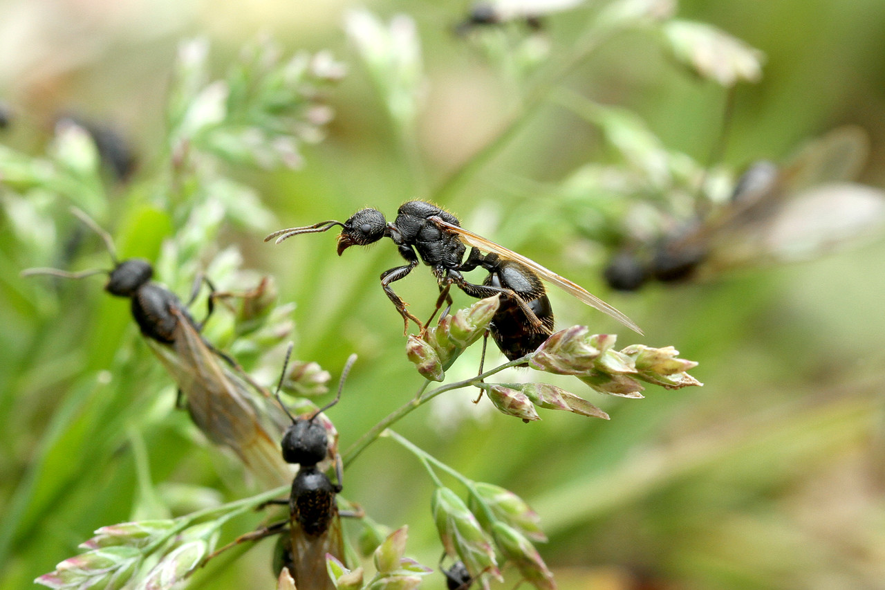 クロナガアリ結婚飛行の季節 ありんこ日記 Antroom