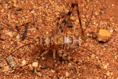 オーストラリア 乾燥地帯の生き物