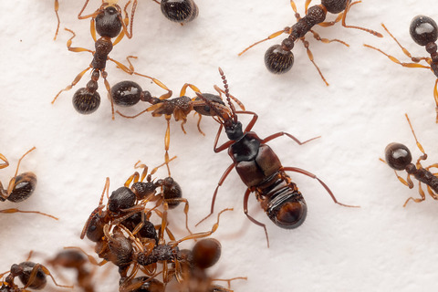 �ϥ�������Υ��ϥͥ�����