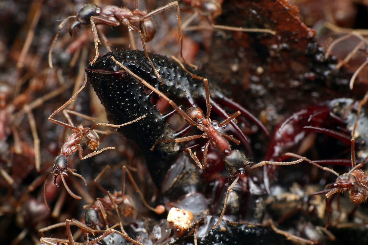 クモに寄生するベッコウバチの一種 ありんこ日記 Antroom