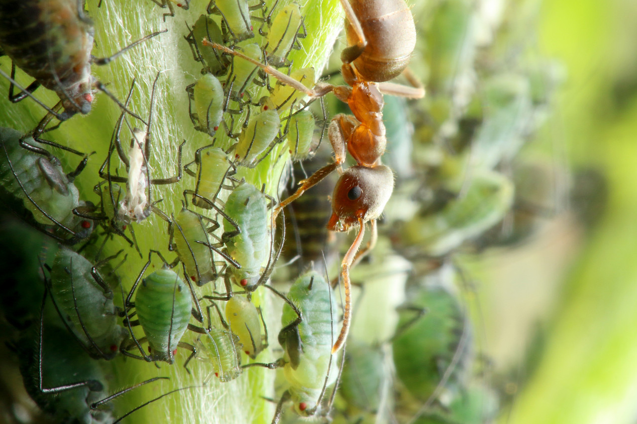 アリの巣で暮らすアブラムシやカイガラムシ ありんこ日記 Antroom