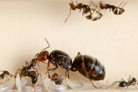 �ߥĥĥܥ���