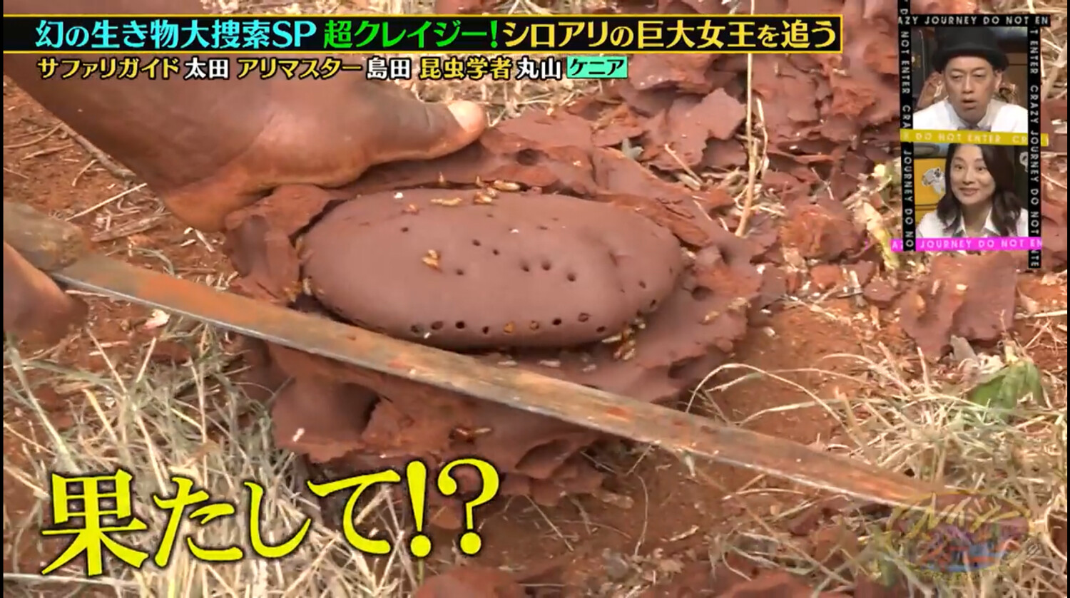 超巨大シロアリ女王発見！ : ありんこ日記 AntRoom