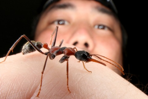 熱帯雨林のキバハリアリ Myrmecia nigrocincta