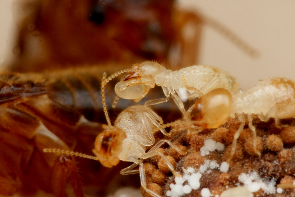 口移しでエサをもらうシロアリの女王 : ありんこ日記 AntRoom