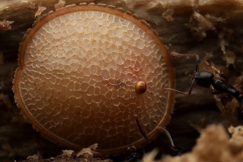 新種のアリスアブ