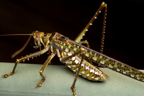 オーストラリア 乾燥地帯の生き物