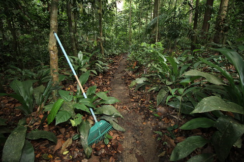 アリを探すのにジャングルをホウキで掃除