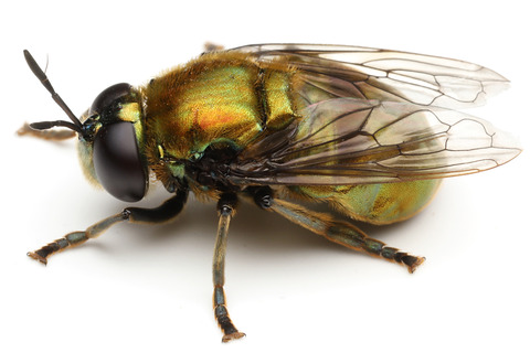 ケンランアリスアブ