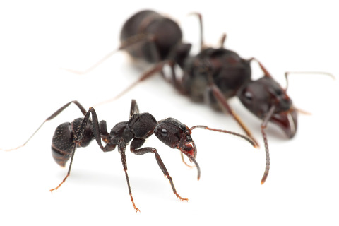 ǥϥꥢ Ectatomma quadridens